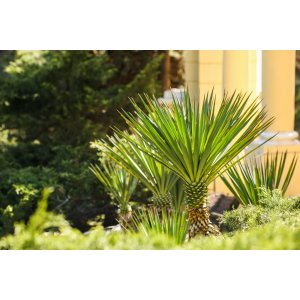Juka obrovská (Yucca carnerosana) - výška 80-100 cm, kont. C20L